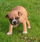 Bull dog frances en malaga - mejor precio | unprecio.es