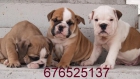 Bulldog Ingles, ¡cachorros de película! . - Murcia - mejor precio | unprecio.es
