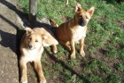 Cachorritos en adopcion - mejor precio | unprecio.es