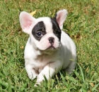 CACHORROS BULLDOG FRANCES!! - mejor precio | unprecio.es