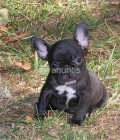 Cachorros de Bulldog frances - mejor precio | unprecio.es