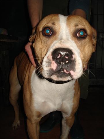 Cruce American Stafford de 3 años en adopcion