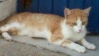 Gatito rubio muy mimoso en la calle, Córdoba - mejor precio | unprecio.es