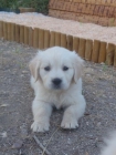 Golden retriever,criados en casa con LOE - mejor precio | unprecio.es