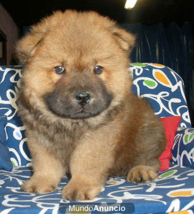 Magníficos cachorros de Chow-chow ¡Garantía veterinaria!  Santander- Cantabria