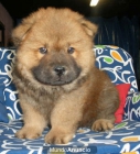 Magníficos cachorros de Chow-chow ¡Garantía veterinaria!  Santander- Cantabria - mejor precio | unprecio.es