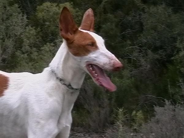 PODENCAS IBICENCAS Y PODENCA CANARIA A PRUEBA