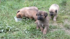 REGALO CACHORRITOS CRUZA PASTOR ALEMAN - mejor precio | unprecio.es