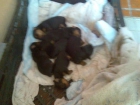 VENDO CACHORROS YORKSHIRE - mejor precio | unprecio.es