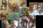 vendo pareja de pitbulls - mejor precio | unprecio.es