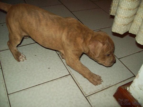 vendo pittbull macho