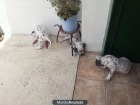 Vendo cachorros Dálmata - mejor precio | unprecio.es