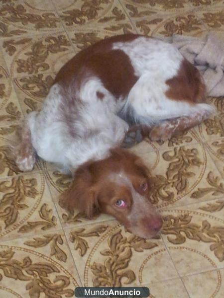REGALO Bretón 3 años y medio - Macho