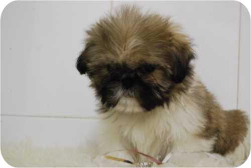 Cachorritos de Shih Tzu con las mejores condiciones en www.hadican.es