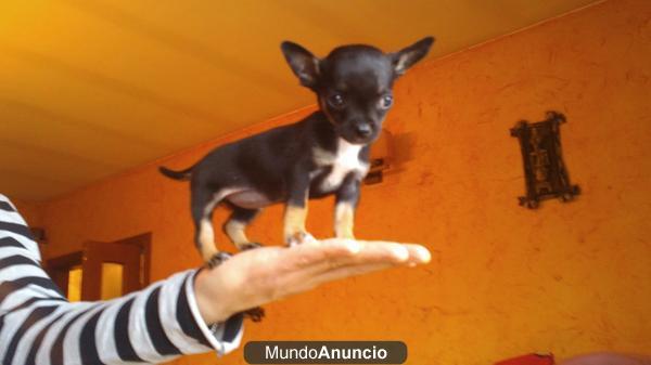 excepcionales chihuahuas toys