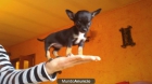 excepcionales chihuahuas toys - mejor precio | unprecio.es