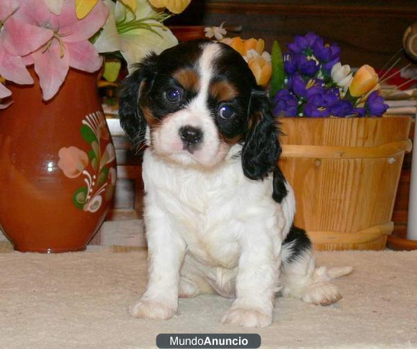 regalo Cavalier king charles spaniel cachorro  121