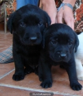 VENDO CACHORROS LABRADORE - mejor precio | unprecio.es