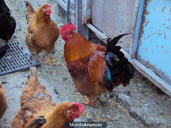 vendo patos,gallinas y gallos