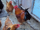 vendo patos,gallinas y gallos - mejor precio | unprecio.es