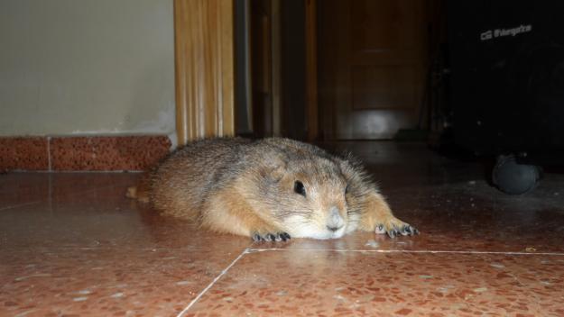 Auténticos perritos de la pradera de cola negra