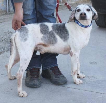 Armin, precioso beagle en adopción