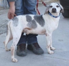 Armin, precioso beagle en adopción - mejor precio | unprecio.es