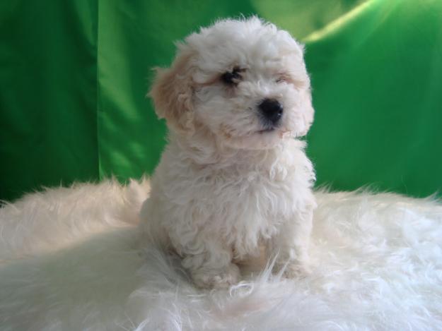 BICHON FRISE
