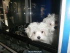 BICHON MALTES - mejor precio | unprecio.es