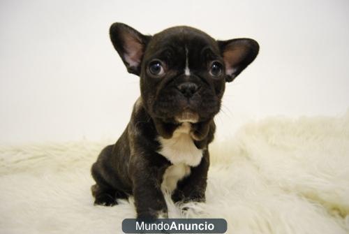Bulldog Frances Negros Preciosa Camada Con toda su documentacion