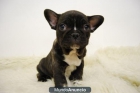 Bulldog Frances Negros Preciosa Camada Con toda su documentacion - mejor precio | unprecio.es