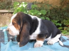 CACHORROS DE BASSET HOUND - mejor precio | unprecio.es