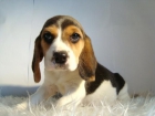 CACHORROS DE BEAGLE , DE COLOR TRICOLOR Y CON LOS DOS MESES RECIEN CUMPLIDOS , LOS ENTREGAMOS CON GARANTIAS Y PEDIGREE - mejor precio | unprecio.es