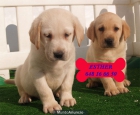 Cachorros de Labrador  ¡Económicos - mejor precio | unprecio.es