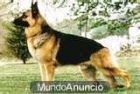 cachorros de pastor aleman - mejor precio | unprecio.es