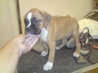 CARIÑOSOS CACHORROS DE BOXER CON PEDIGREE 350 EUROS - mejor precio | unprecio.es