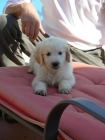 golden retriever preciosos - mejor precio | unprecio.es