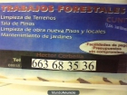 limpieza,terrenos,corbella,663-683-536,697-821-162,forestales,lleida,precios,venta,palmeras - mejor precio | unprecio.es