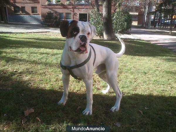 monta de boxer blanco