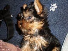 Monta yorkshire terrier - mejor precio | unprecio.es