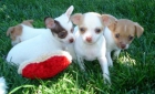 oferta cachorros chihuahua mini con pedigree - mejor precio | unprecio.es