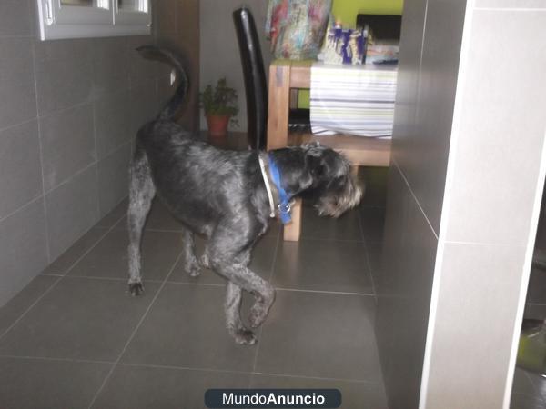 Perro perdido