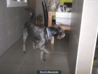 Perro perdido - mejor precio | unprecio.es