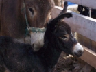 Vendo 2 burros (madre e hijo) Tamaño Grande por no poder atender - mejor precio | unprecio.es