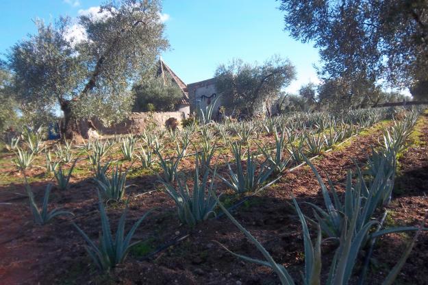 venta de aloe vera barbadensis