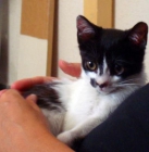 Adopta gatito de dos meses¡¡¡ - mejor precio | unprecio.es