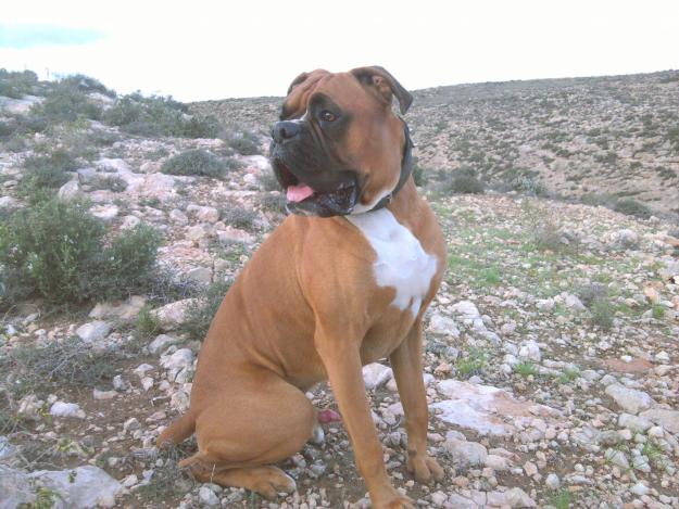 Boxer macho busca novia