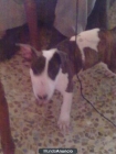 cachorra bull terrier MINI con pedigree 250e me urje - mejor precio | unprecio.es
