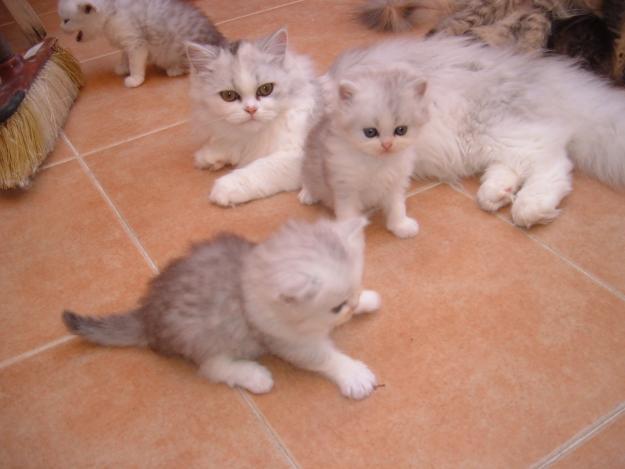 camada de gatos persa