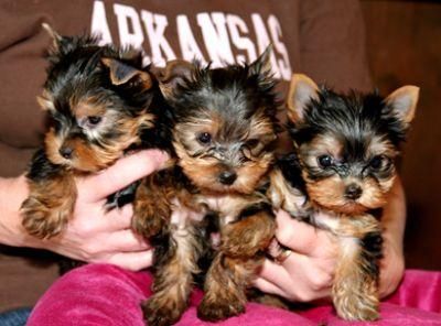 encantadora cachorros yorkshire terrier Venta